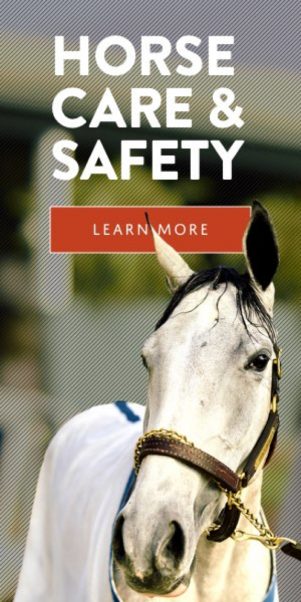 Horse Care and Safety